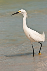 front view, medium distance of a snowey egret walking along a tropical, sandy beach shoreline searching for small clams dug into shoreline sand on a sunny day on gulf of Mexico