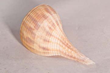 top view of a small Welk sea shell 