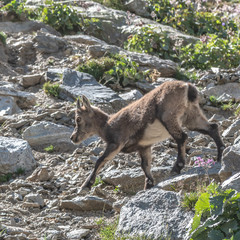 Bouquetin dans les Alpes