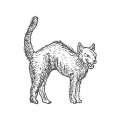 Hand Drawn Halloween Scary Evil Cat Vector Illustration. Abstract Animal Sketch. Holiday Engraving Style Drawing.