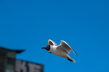 Seagull fly water spring nature lake birds sunny day light