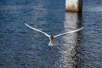 Seagull fly water spring nature lake birds sunny day light