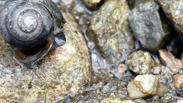 Large snail adjusts its shell on rock at edge of river.