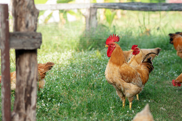 Chicken brown , Eating grass on the farm.