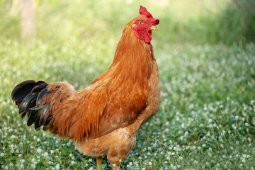 A chicken brown , Chicken breeder,Eating grass on the farm.