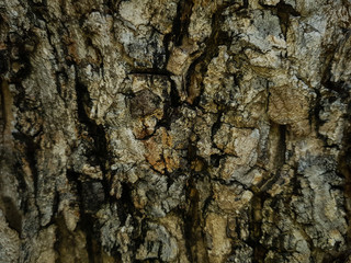 bark of a tree
