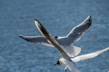 Seagull fly water spring nature lake birds sunny day light