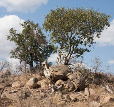 Large-leaved Rock Fig tree (Ficus abutilifolia) in Kruger National Park, South Africa