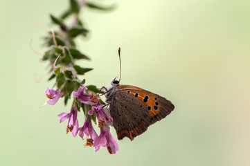 Lycaena virgaureae butterfly on a  wild flower early in the morning waiting for the first rays of the sun