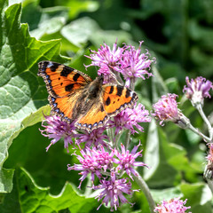 Papillon sur une fleur