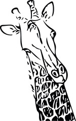 Fototapeta premium giraffe animal head