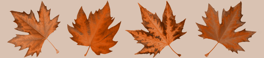 Panorama pattern sycamore autumn leaf.