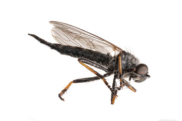 Large dead black mosquito lies on its side