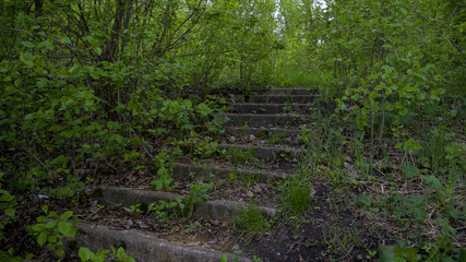 stairs in the forest