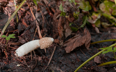 common vestka in the forest