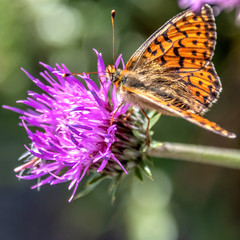 Papillon sur une fleur