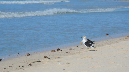 seagulls on the beach