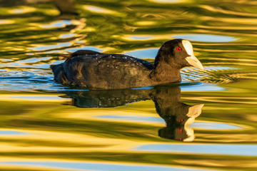 Eurasian Coot Fulica atra Costa Ballena Cadiz