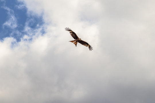 Rotmilan im Flug