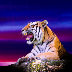 Tiger portrait on the rock with beautiful sky at sunset time