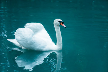 A beautiful white swan floating in the sea. © EwaStudio