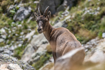 Bouquetin dans les Alpes