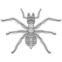 Hand drawn of ant in zentangle style