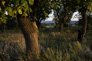 Fototapeta premium oaks in the evening on the hill