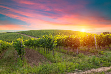 Chianti vineyard landscape in Tuscany, Italy field