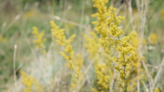 Ladys bedstraw Galium verum plant slow motion close-up footage