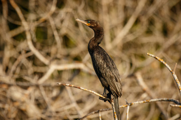 Detail of cormorant sitting on the branch on shoreline of mexican Oaxaca state