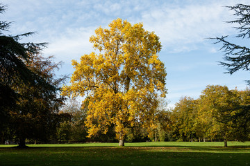 Tree in a Park in Autumn