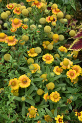 Gaillardia aristata jaune en été