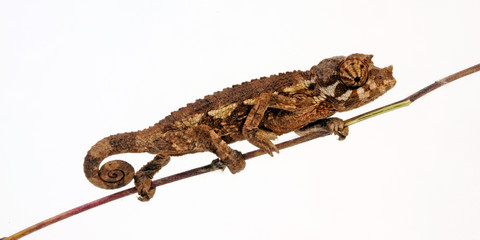 young Jackson's chameleon - junges Dreihornchamäleon / Jacksons Chamäleon (Trioceros jacksonii xantholophus) © bennytrapp