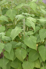 Salvia fulgens en été au jardin