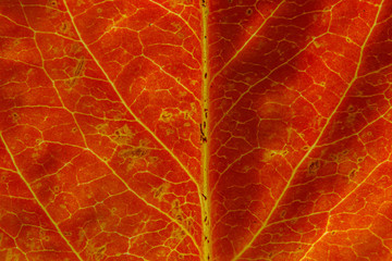 Closeup autumn fall extreme macro texture view of red orange wood sheet tree leaf. Inspirational...