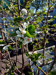 On a clear day, a bee flew to the blossoming apple tree to pollinate it.