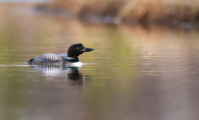 Loon in the wild