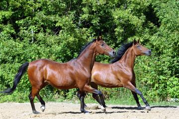 Two beautiful  thoroughbred horses running together in summer woods