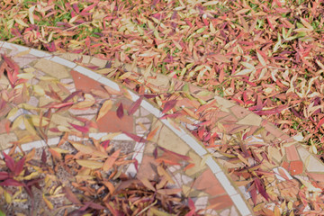 hermosa composicion con colores otoñales que regala la naturaleza