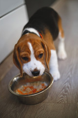 beagle puppy eating natural food from a bowl