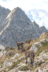 Bouquetin dans les Alpes