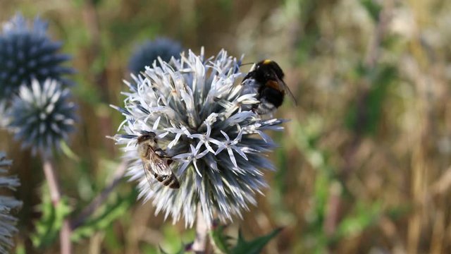 Bumblebee and Western Honey Bee Collect Nectar from Glandular Globe-Thistle on a Meadow. Bumble-bee and Apis Mellifera Pollinate Echinops Sphaerocephalus in Czech Nature.