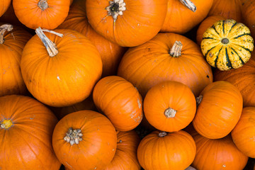Bright Coloured Pumpkins