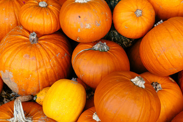 Bright Coloured Pumpkins