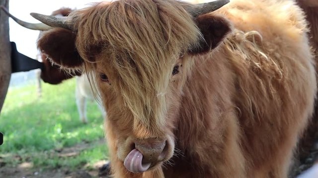 Long-haired Highland Cattle is a Scottish Breed of Rustic Cattle. Slow Motion of Brown Cow Licking its Nose in Czech Farm Park.