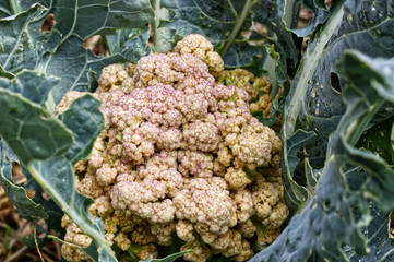 Chou-Fleur dans un potager avec une couleur ros&eacute;e