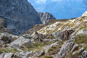Fototapeta na wymiar Bouquetin dans les Alpes