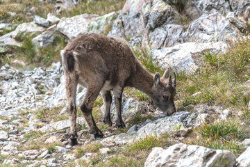 Bouquetin dans les Alpes