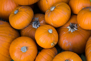 Bright Coloured Pumpkins